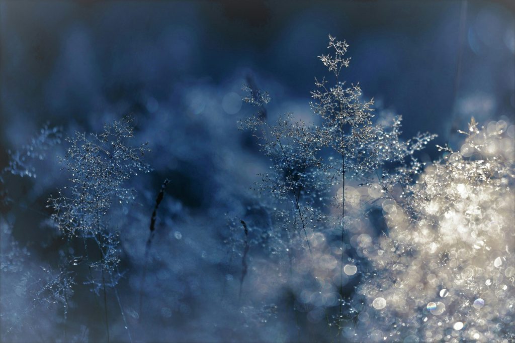 Capture of frosty grass with sparkling water droplets in the morning light, creating a dreamy effect.